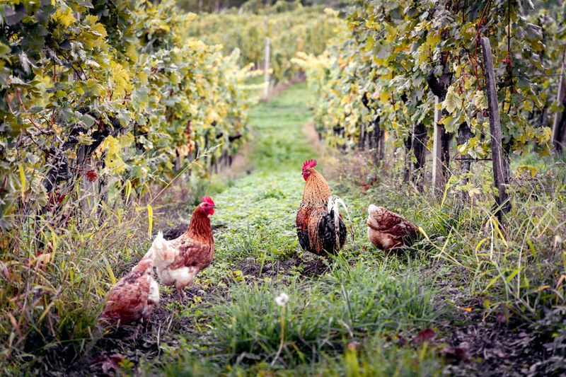 Livestock Integration