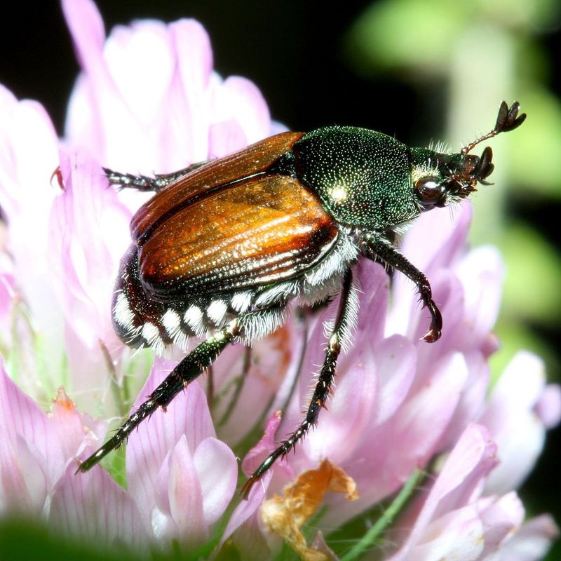 Japanese Beetles