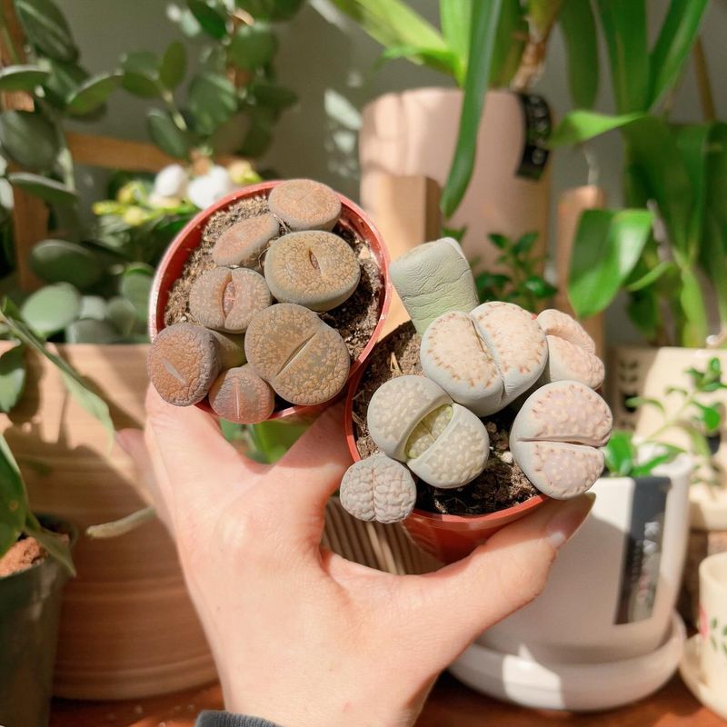 Lithops