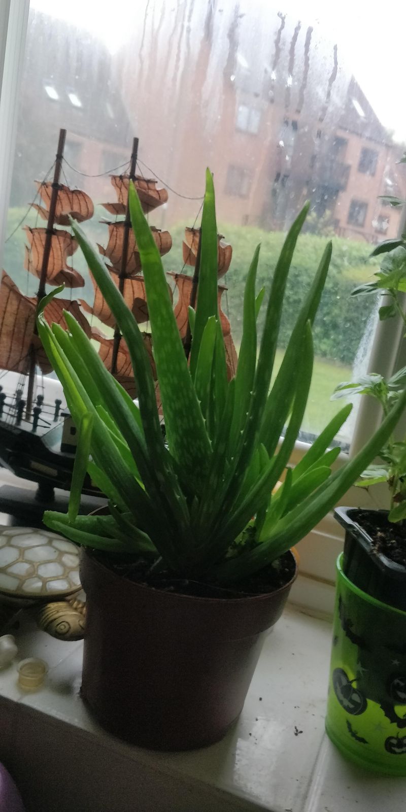 Aloe Vera