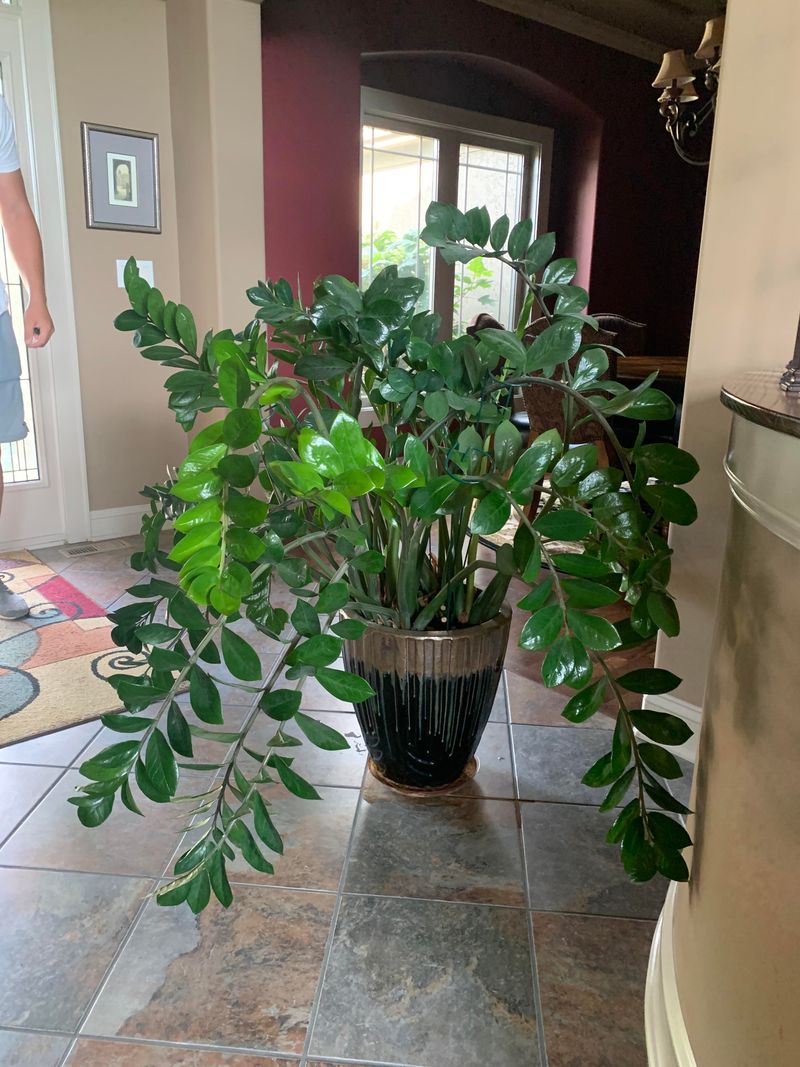 ZZ Plant