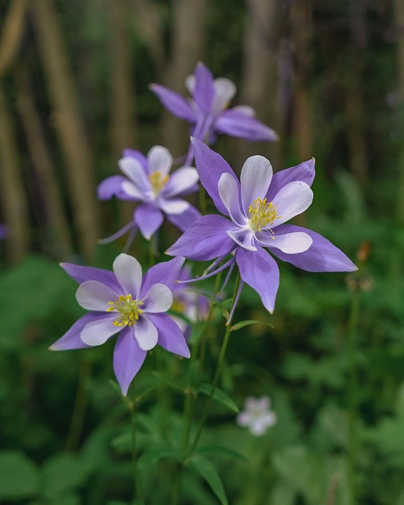 Columbine