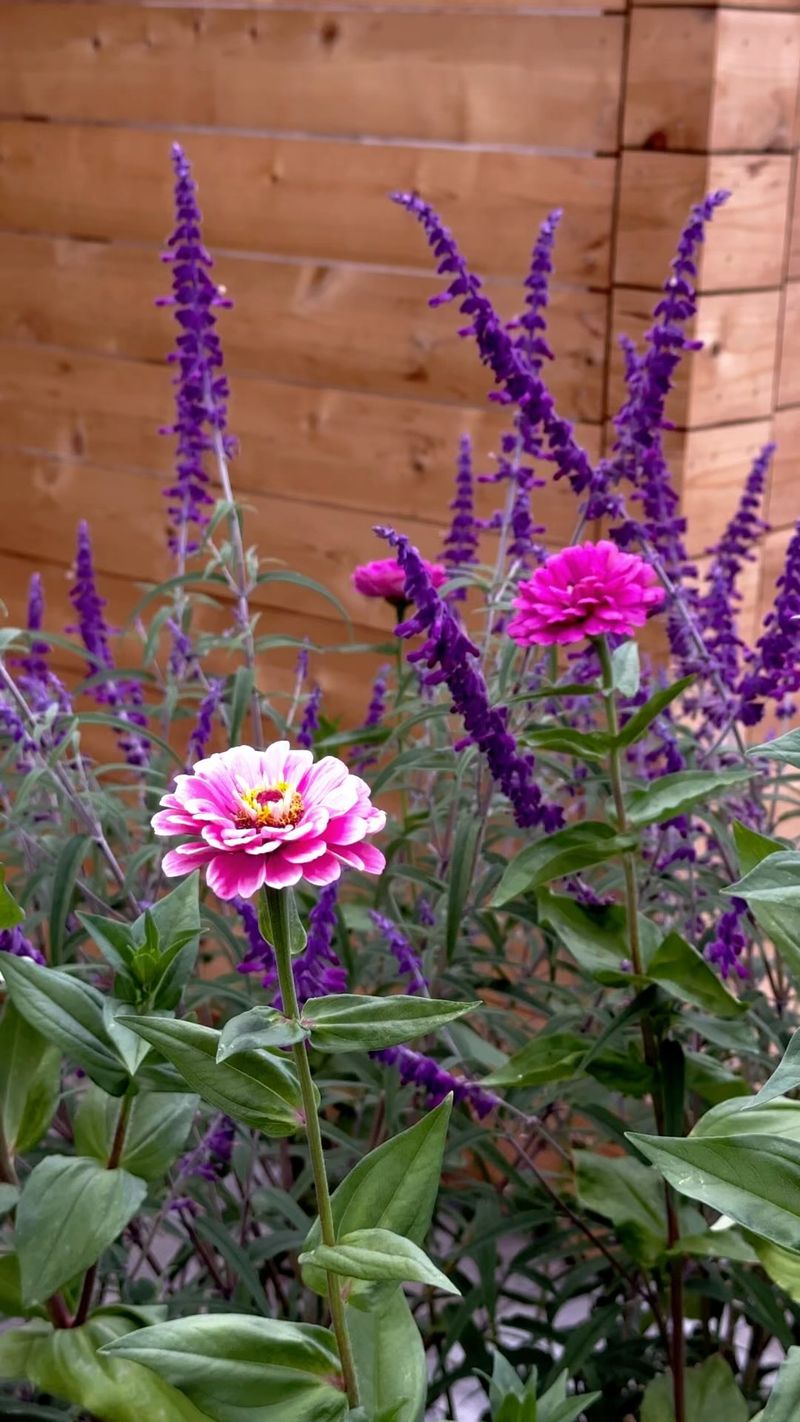 Salvia