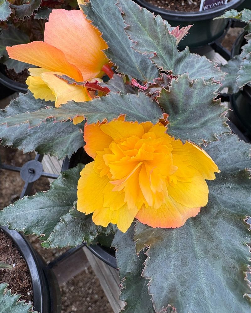 Begonias