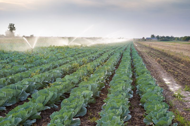 Sequesters Carbon And Fights Climate Change