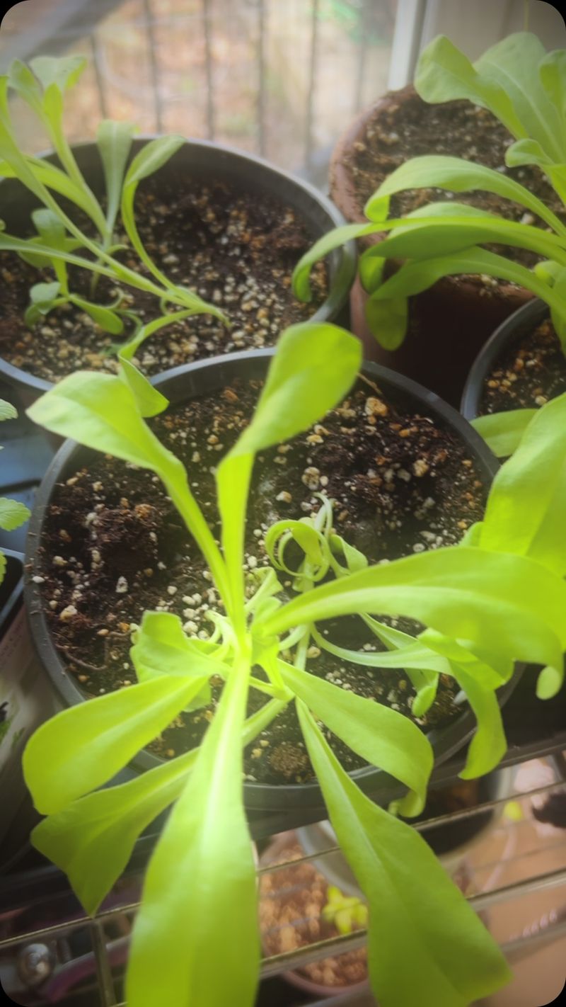 Seedlings Are Outgrowing Their Containers