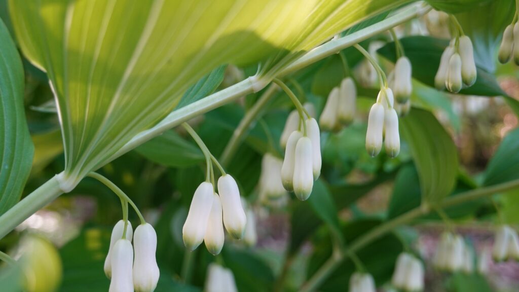 Solomon’s Seal