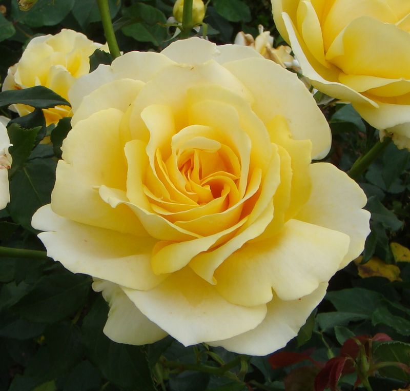 Tivoli Rose