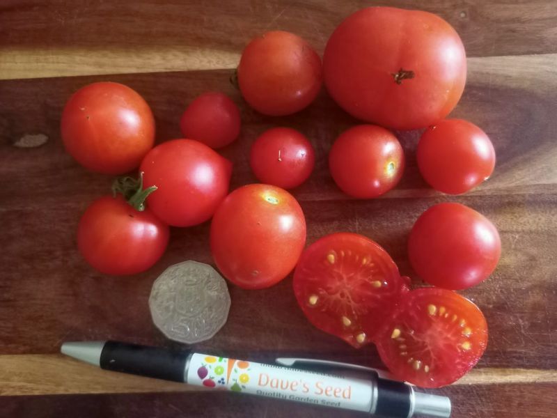 Glacier Tomato