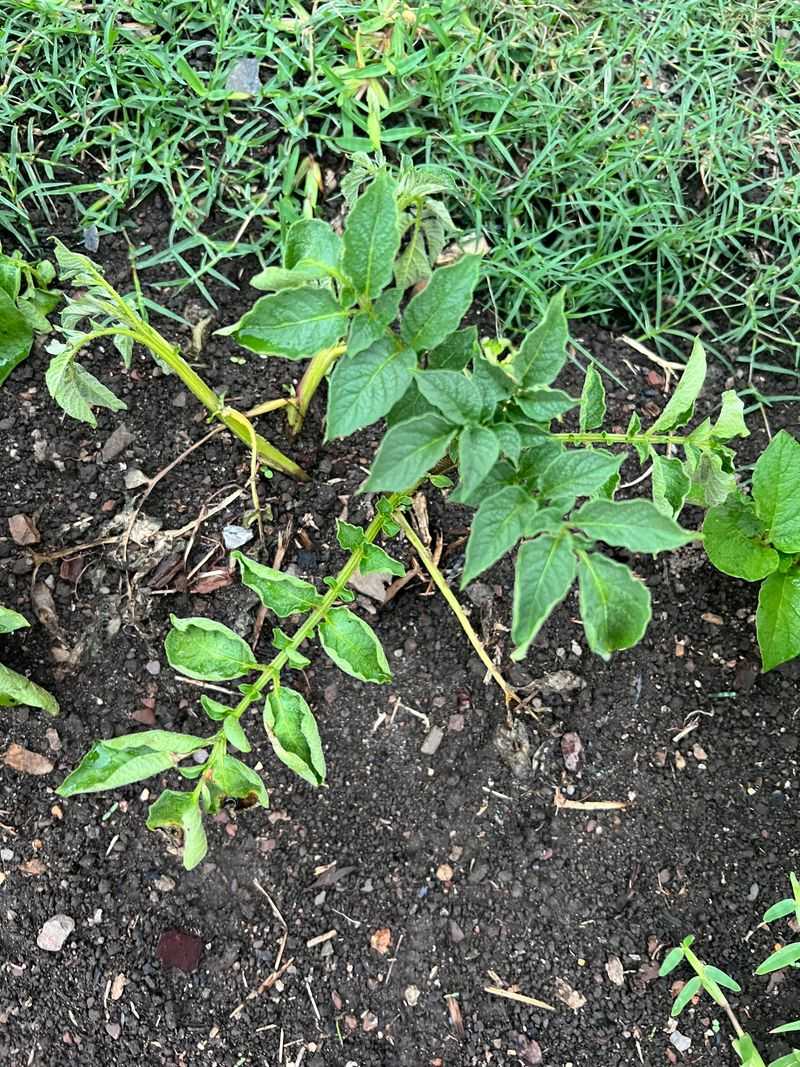 Practice Crop Rotation