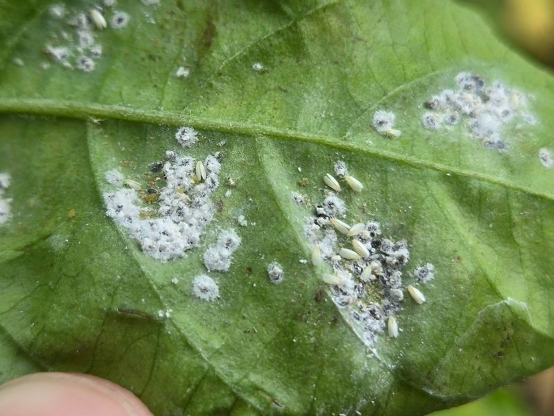 Whiteflies