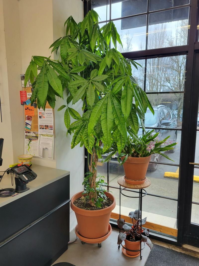 Money Tree