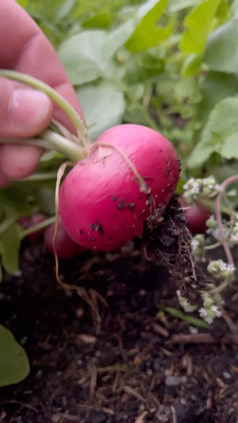 Radishes