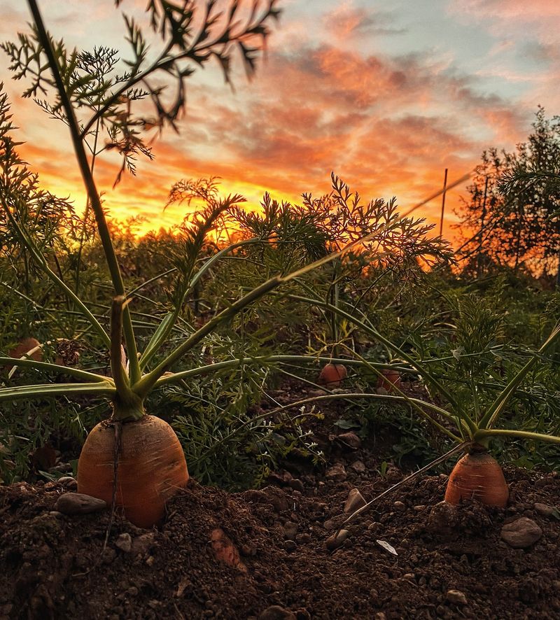 Carrots