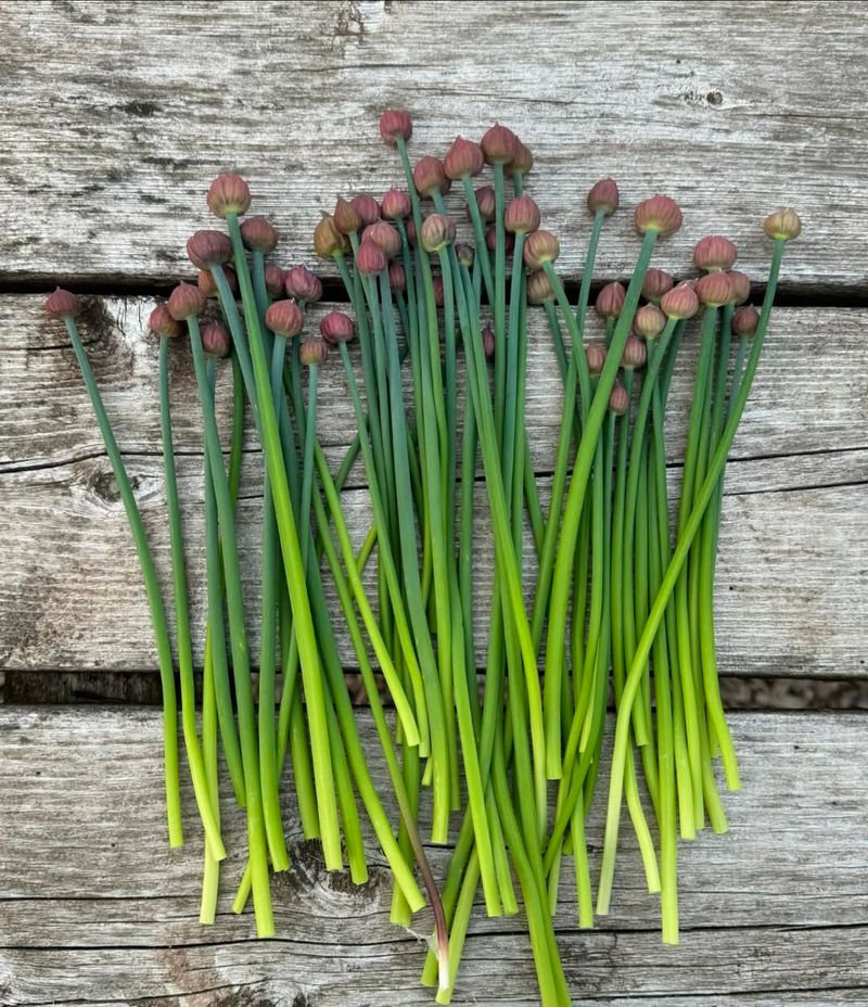 Chives