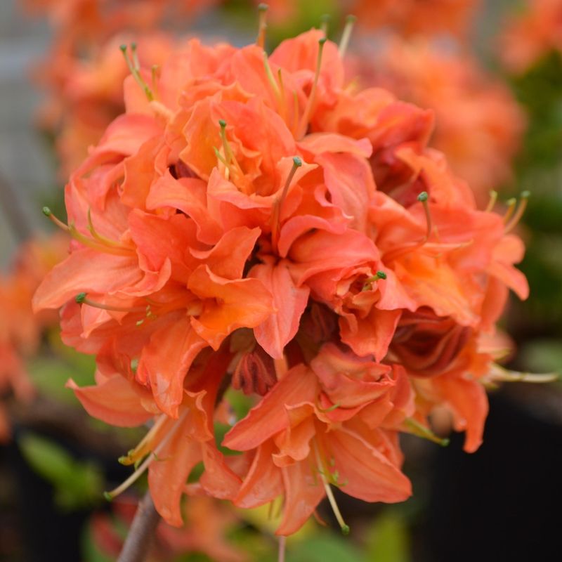 Azalea ‘Gibraltar’