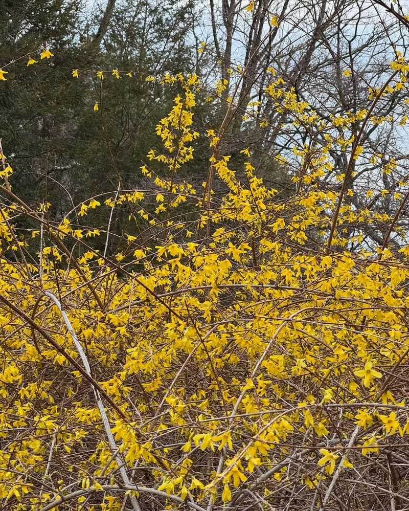 Forsythia