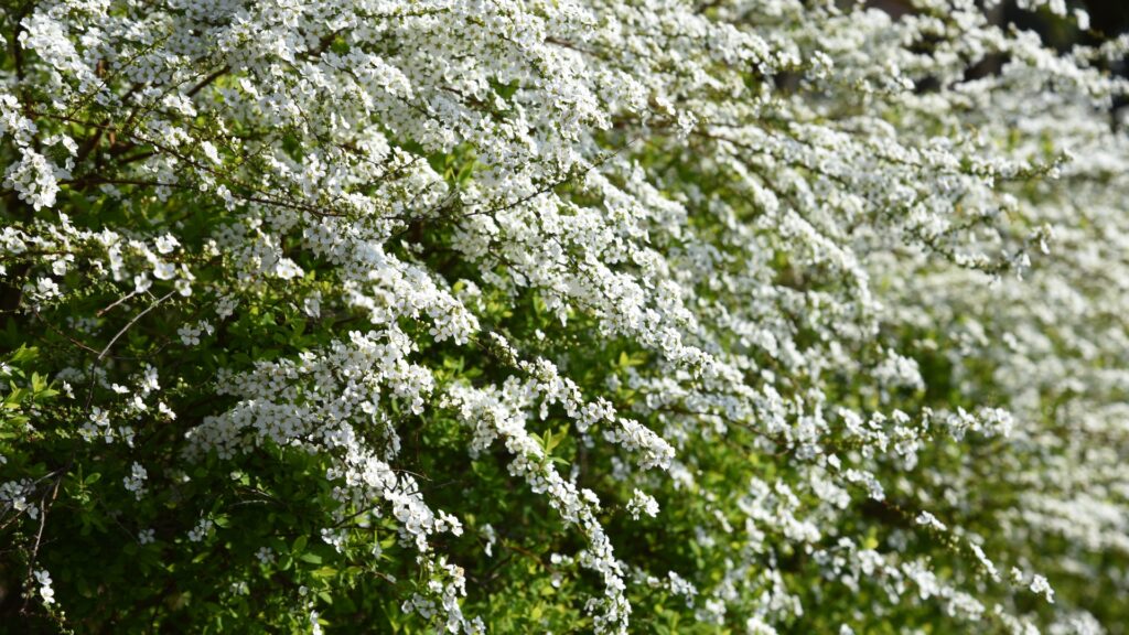 Spirea shrub