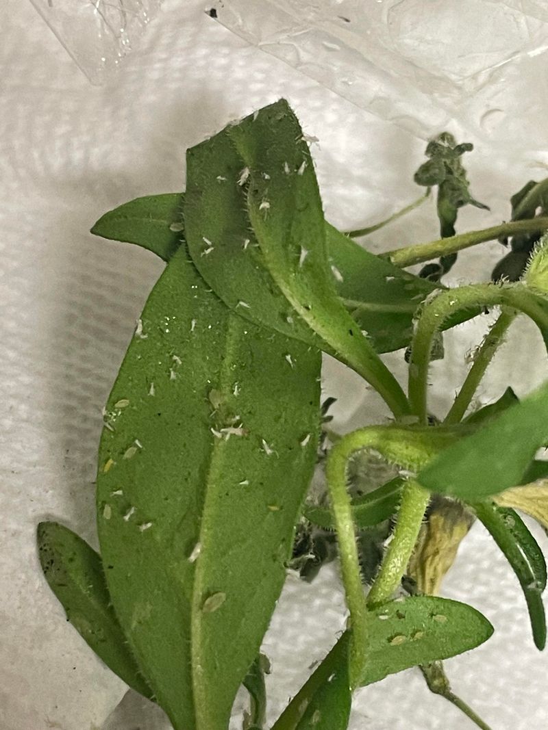 Thrips