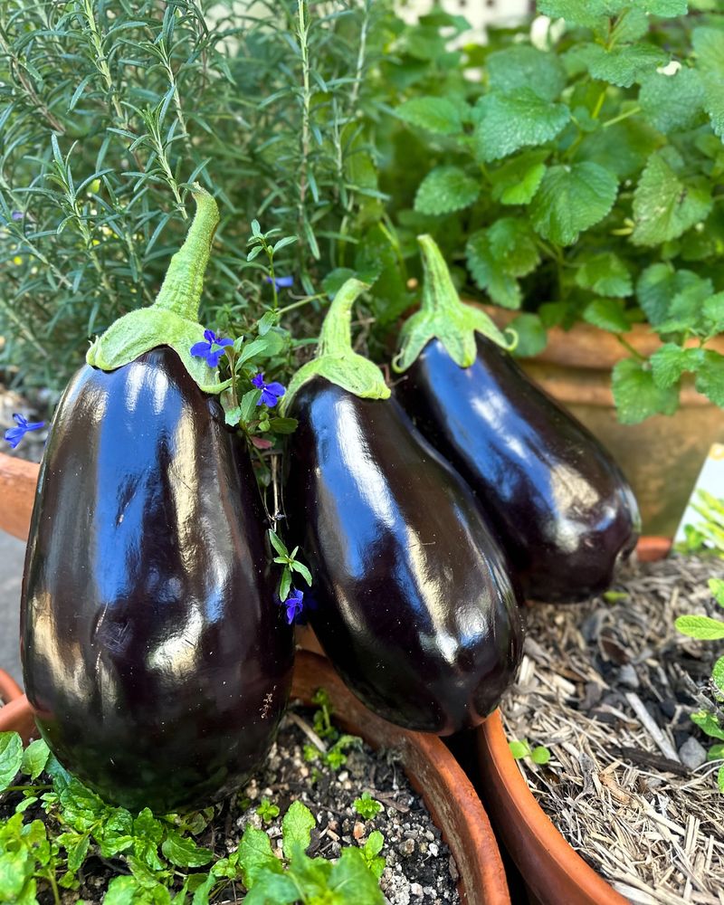 Eggplant Can't Withstand Frost—It Needs Protection!