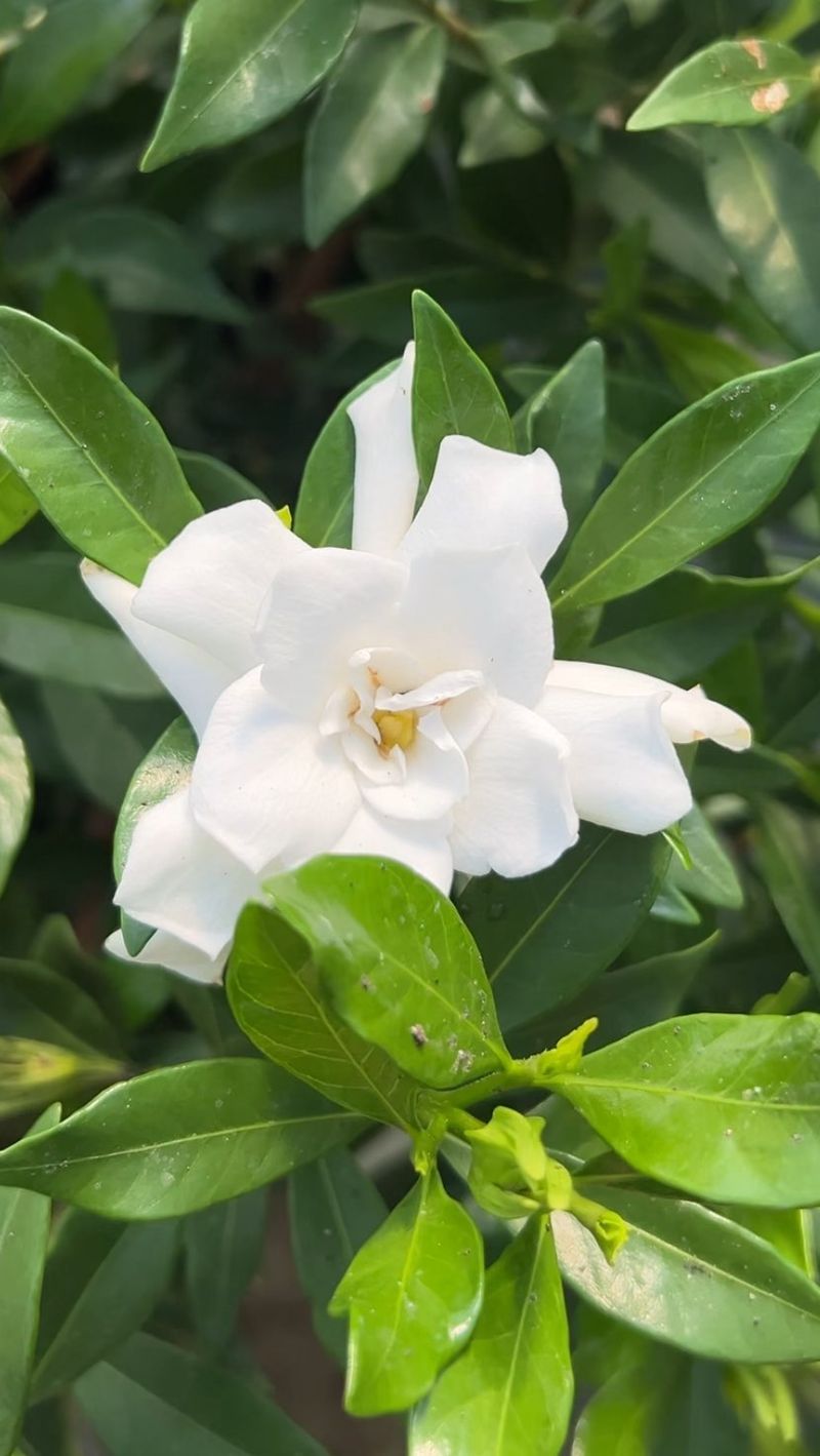 Gardenia