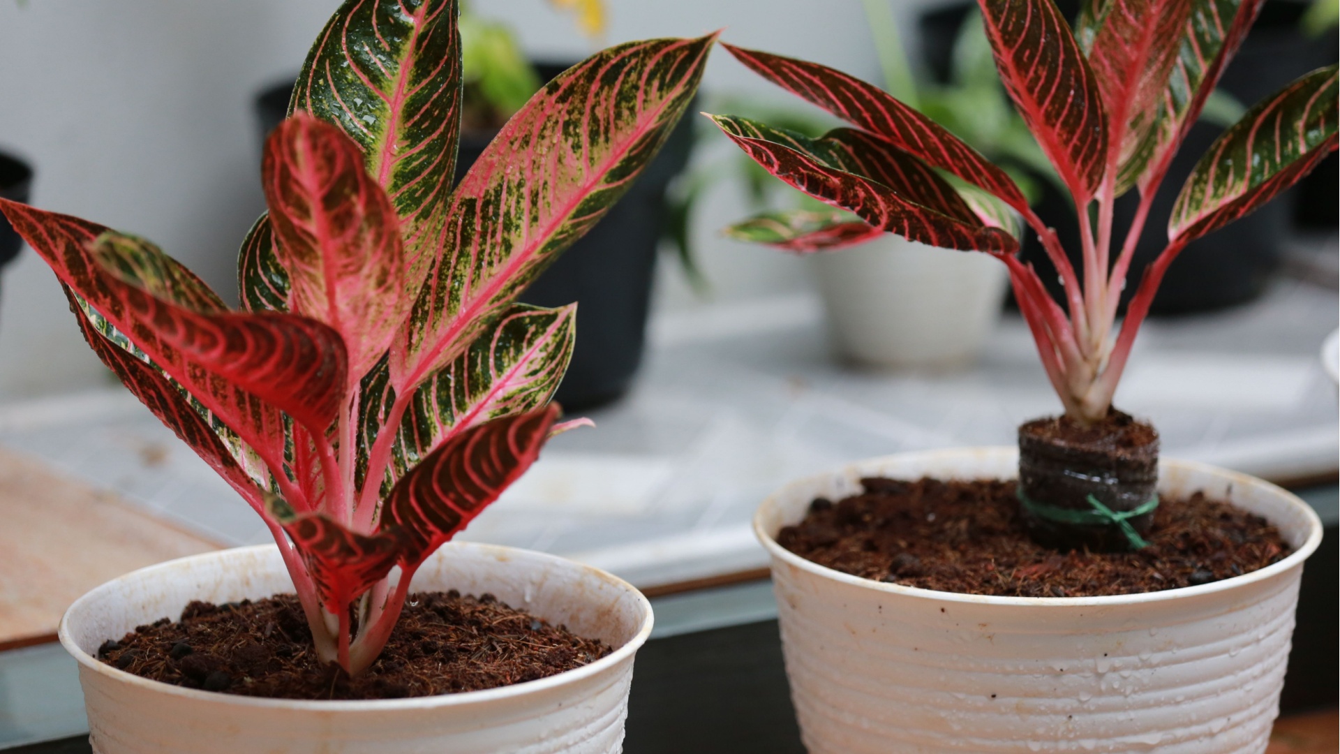 Stop Repotting – These 24 Houseplants Thrive Staying Root-Bound (Plus A Few Extra Snugglebugs)