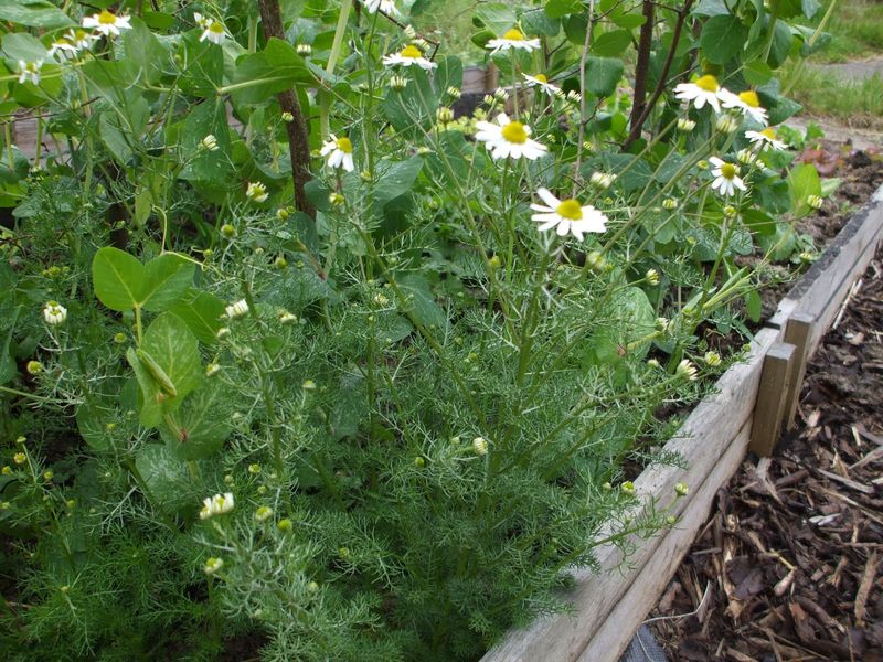 Use Companion Planting