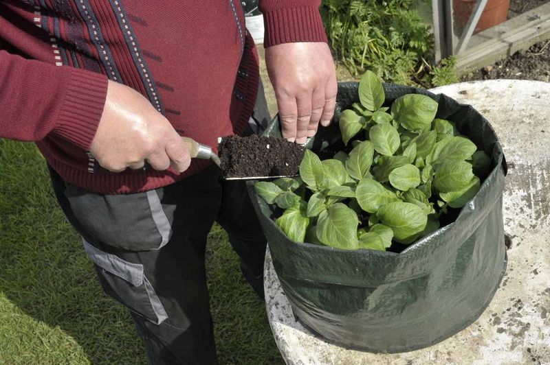 Try Container Gardening