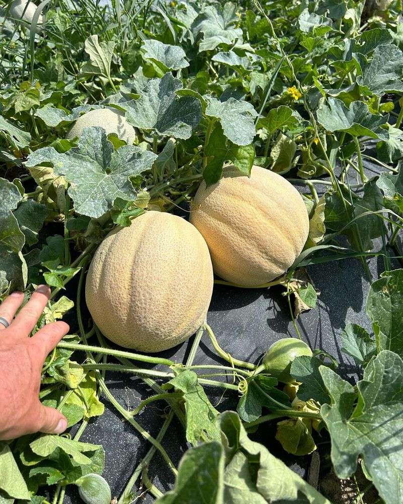 Share Your Harvest