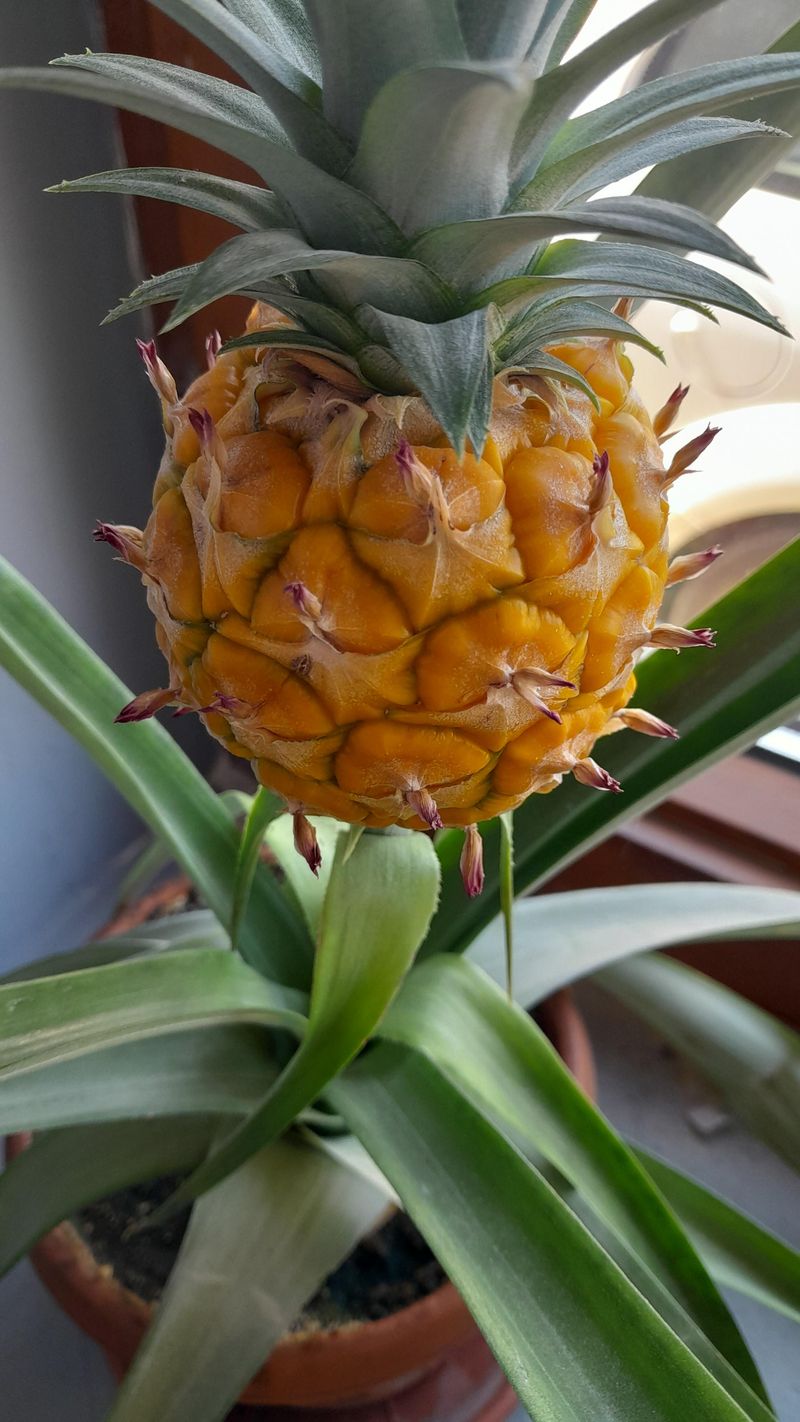 Pineapple