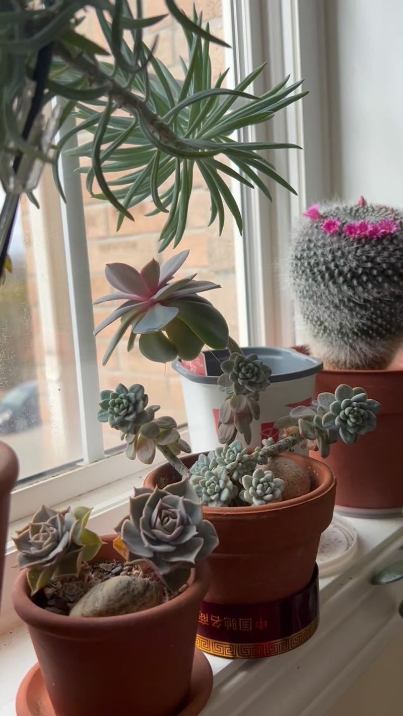 Cactus