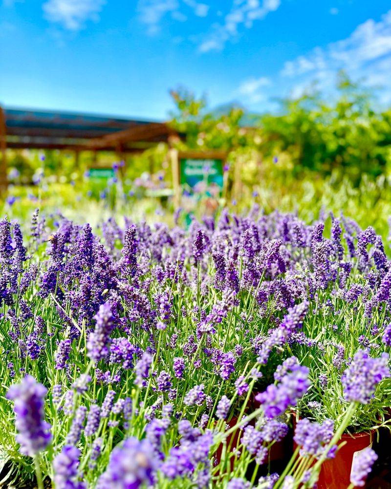 Lavender