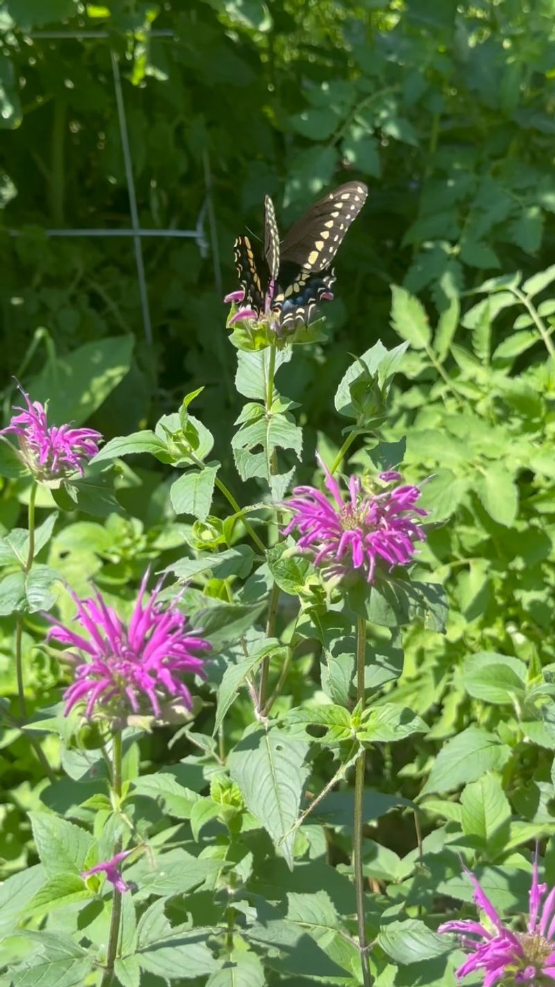 Bee Balm