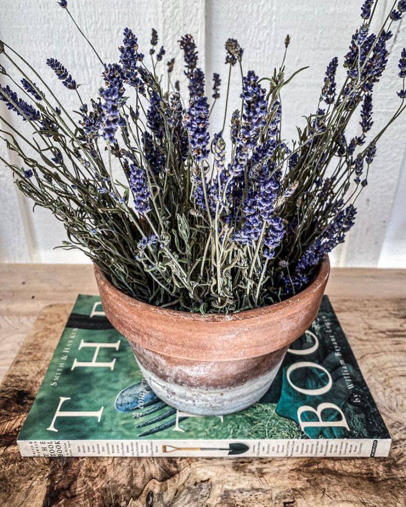 Lavender Won’t Attract Ladybugs (But Smells Divine Anyway!)