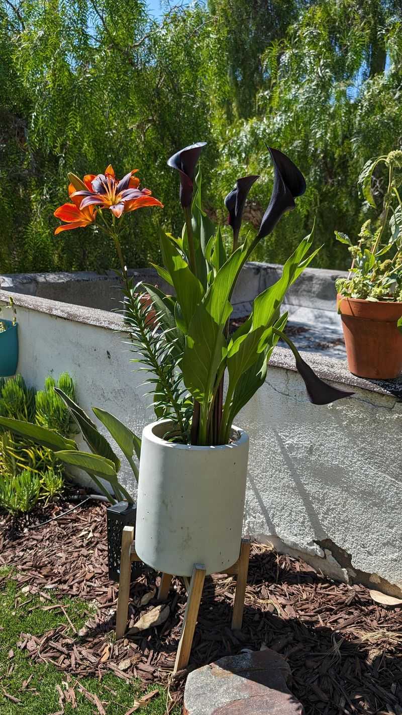 Choose the Right Pot