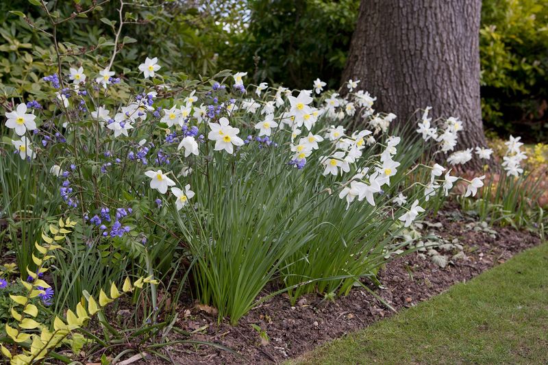 Dividing Perennials