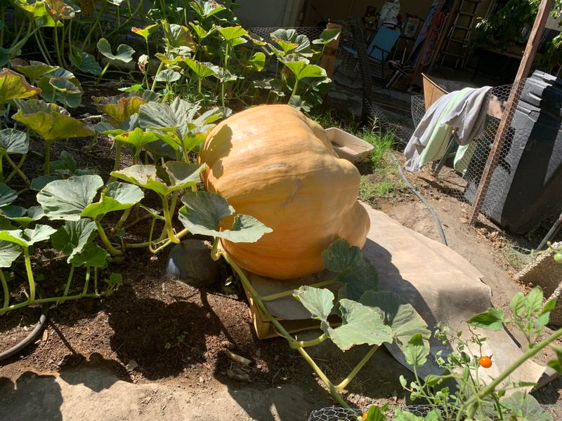 The Science Behind Pumpkin Weight
