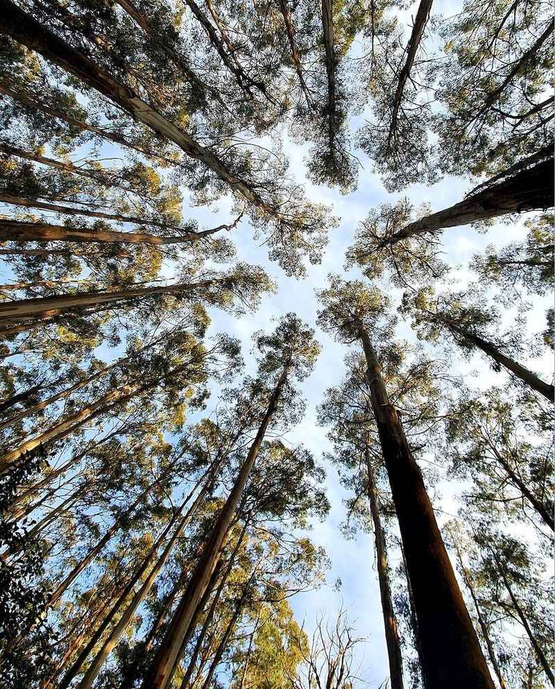 Eucalyptus Tree