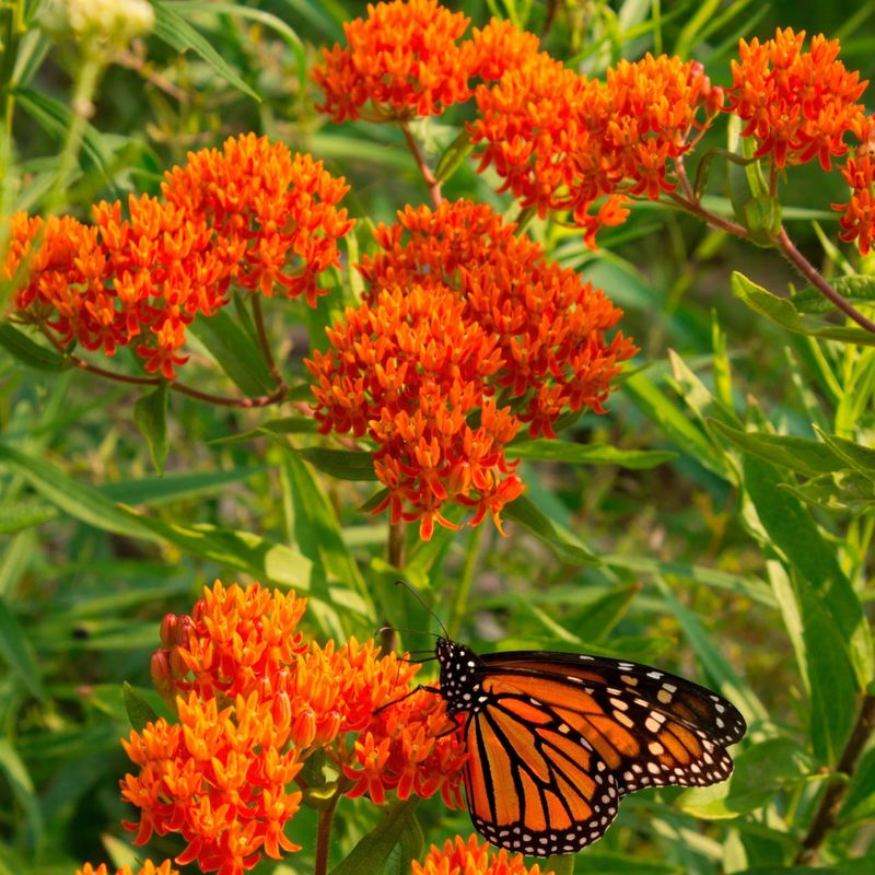 Butterfly Weed (Asclepias tuberosa)