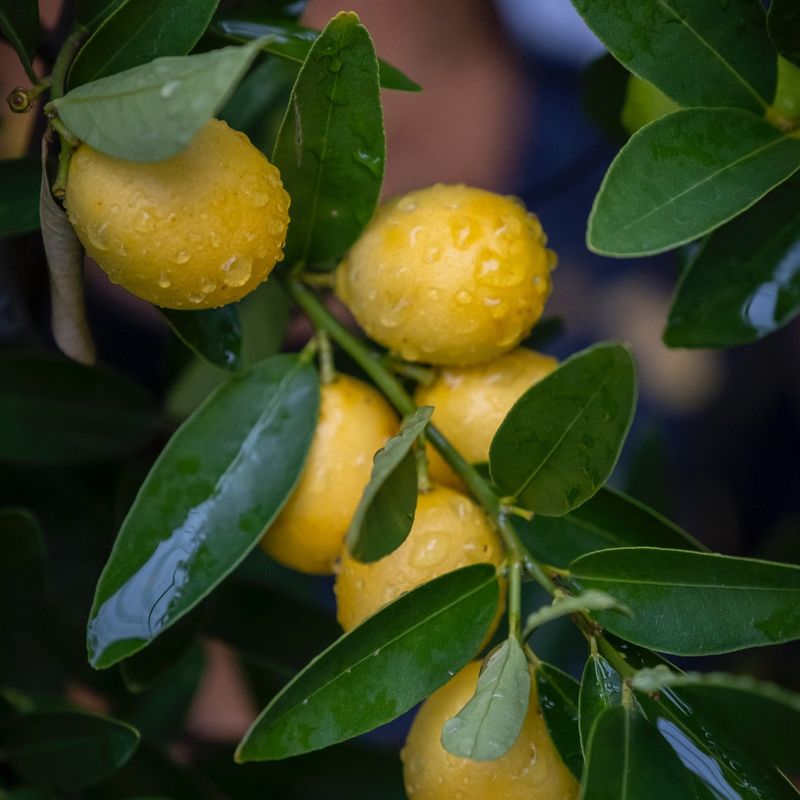 Limequat