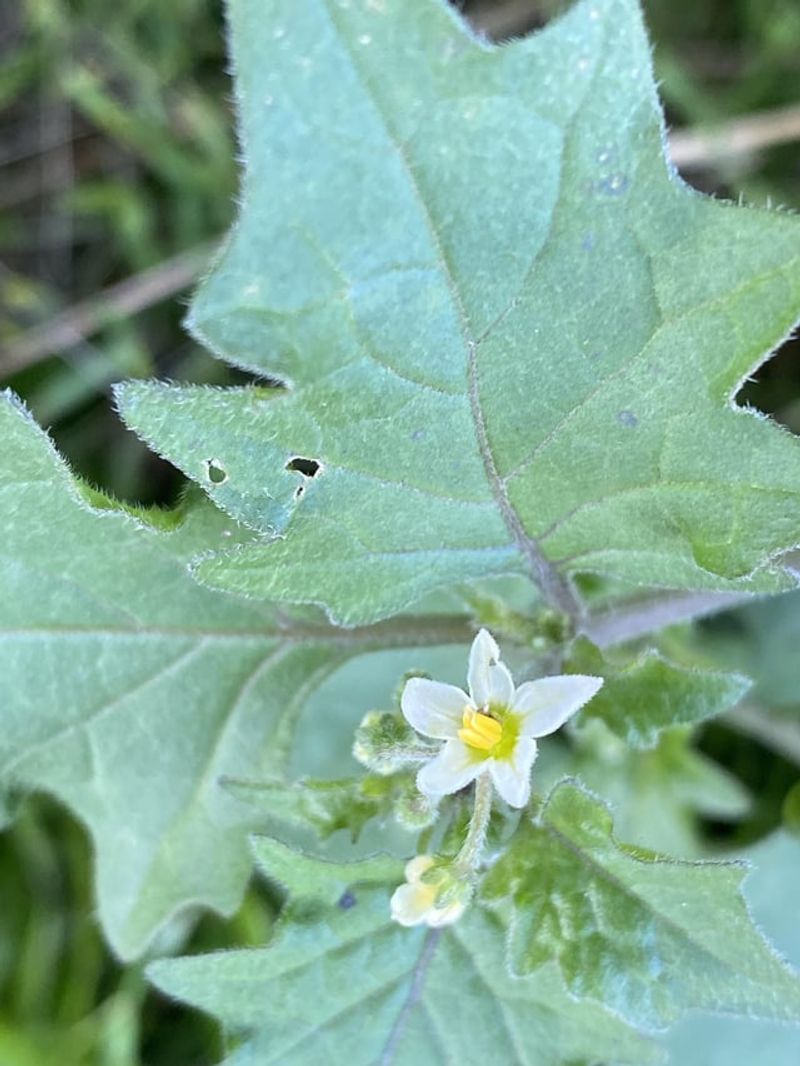 White Nightshade