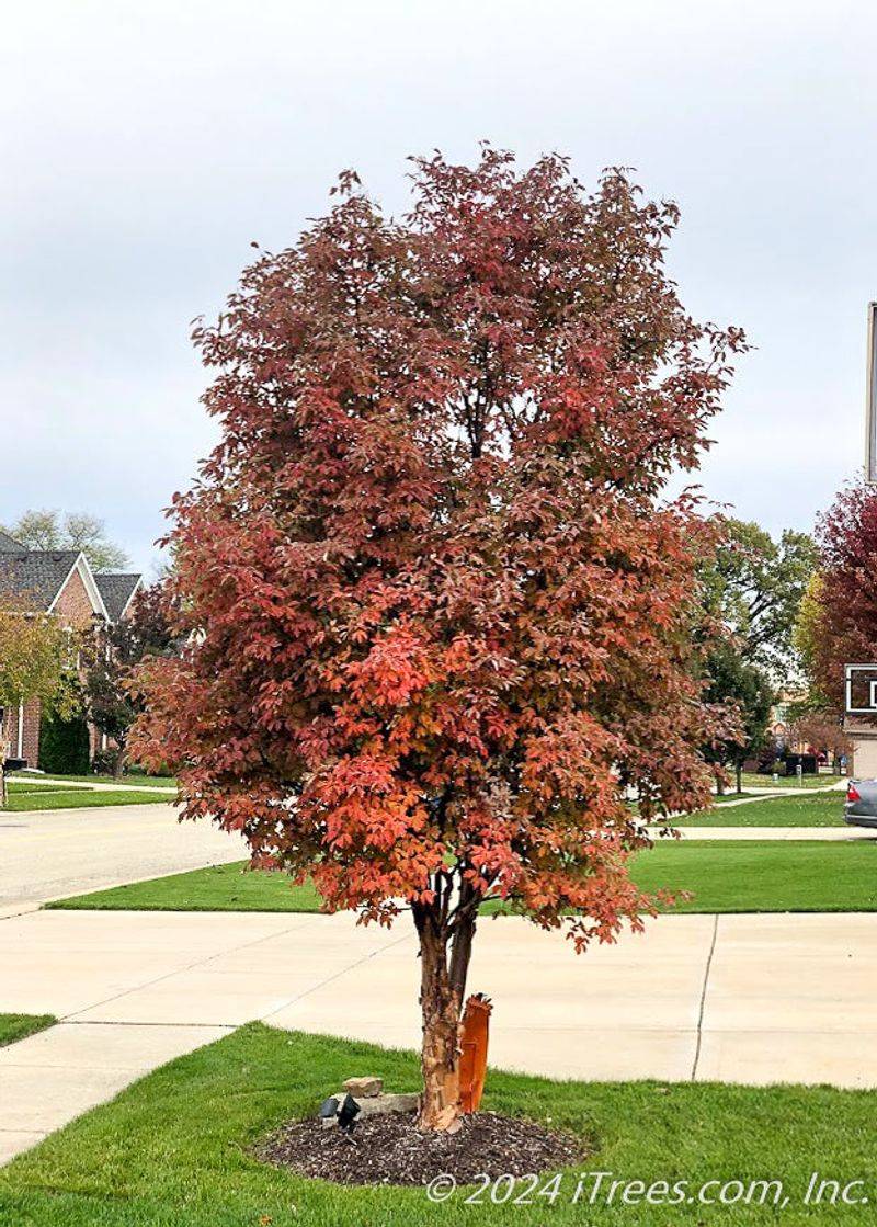 Paperbark Maple