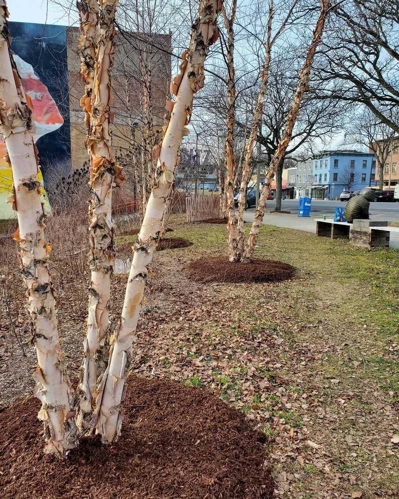Birch Tree (River Birch, Paper Birch)