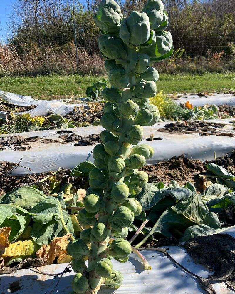 Brussels Sprouts