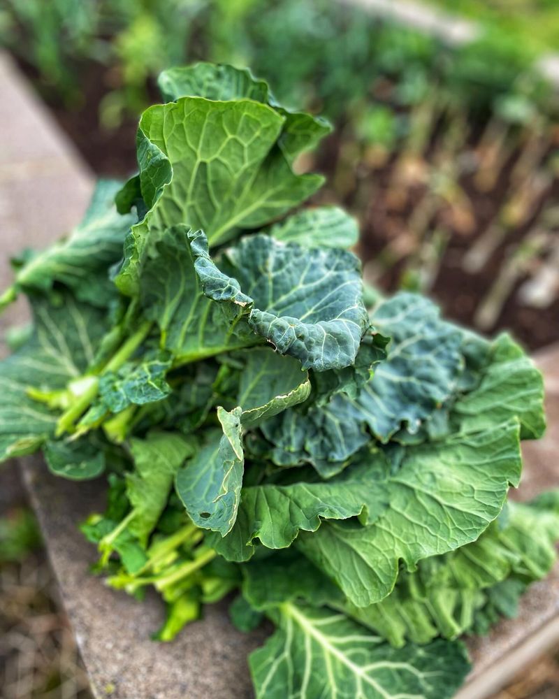 Collard Greens