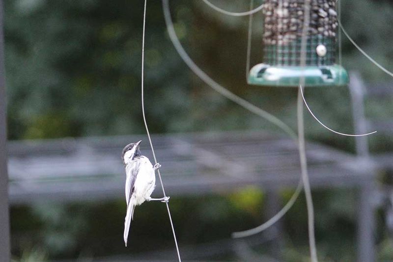 Use Fishing Line