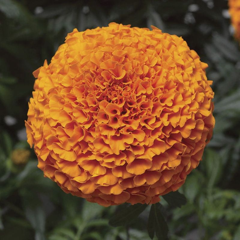 Tagetes Erecta ‘Inca II’