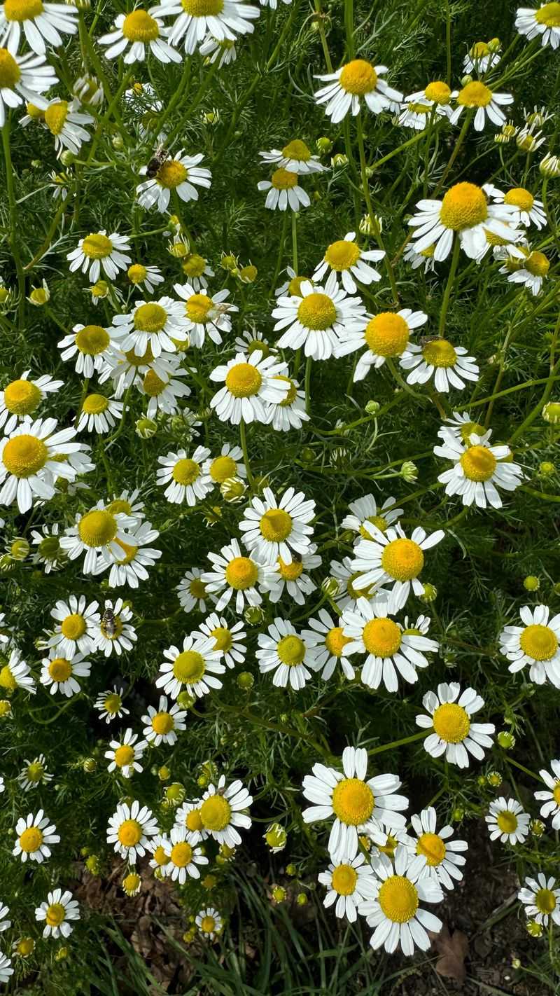 Chamomile
