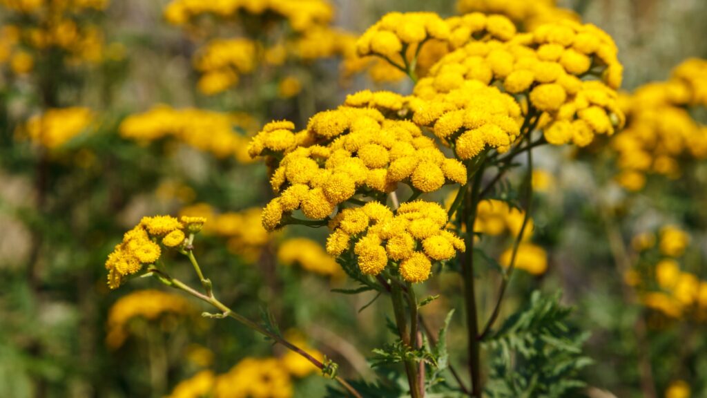 tansy in bloom