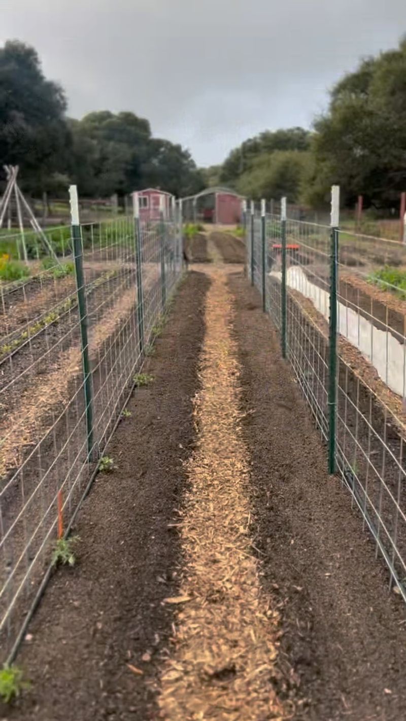 Wire Mesh Trellis